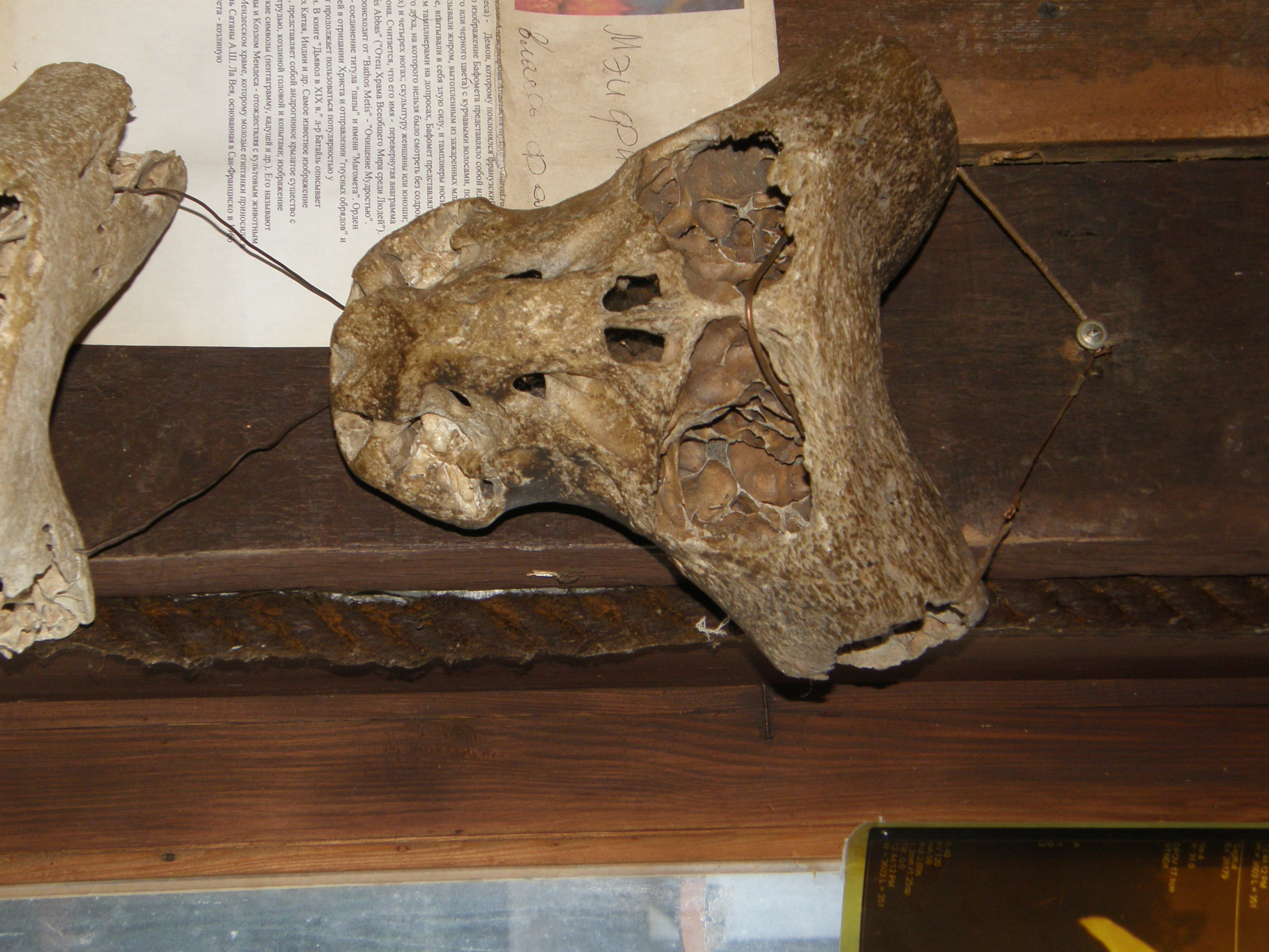 EKB-muzej Panoptikum –lubanja nepoznatog bića 1