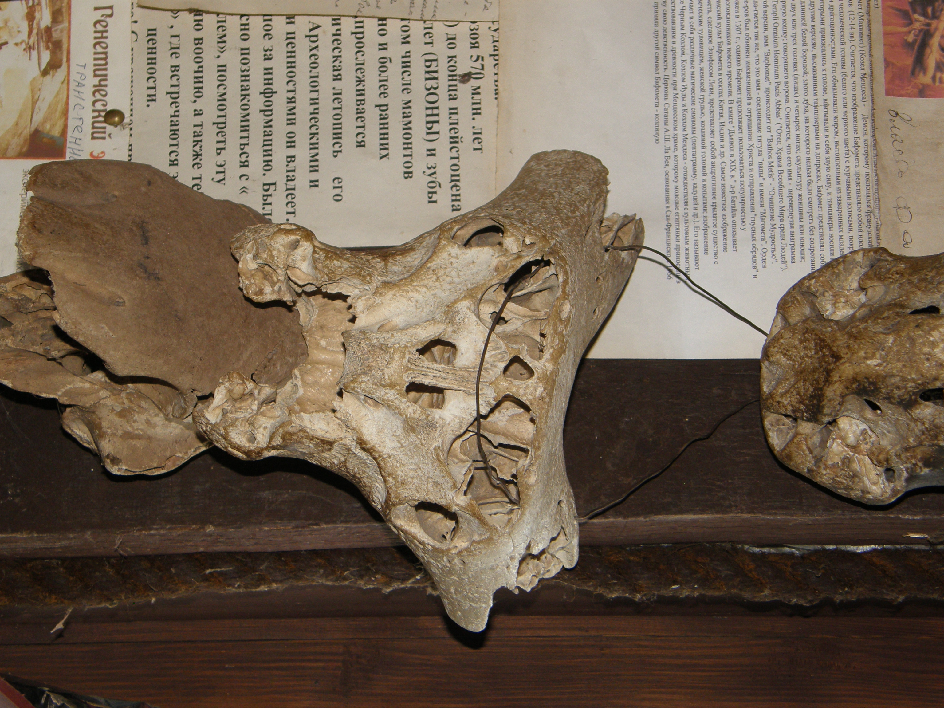 EKB-muzej Panoptikum –lubanja nepoznatog bića 2