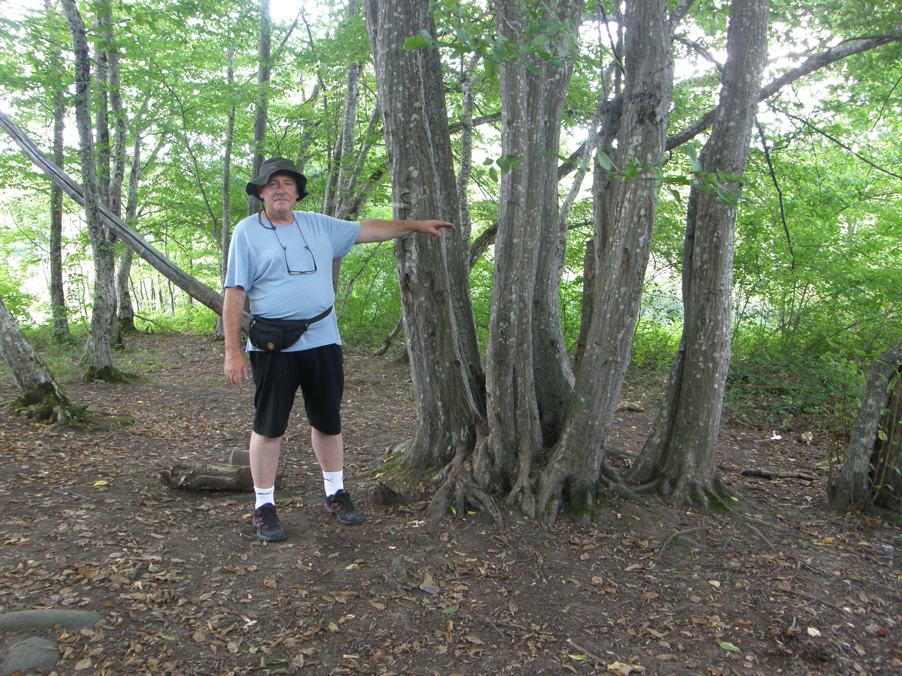 Rast stabala kod dolmena Hadžok 1